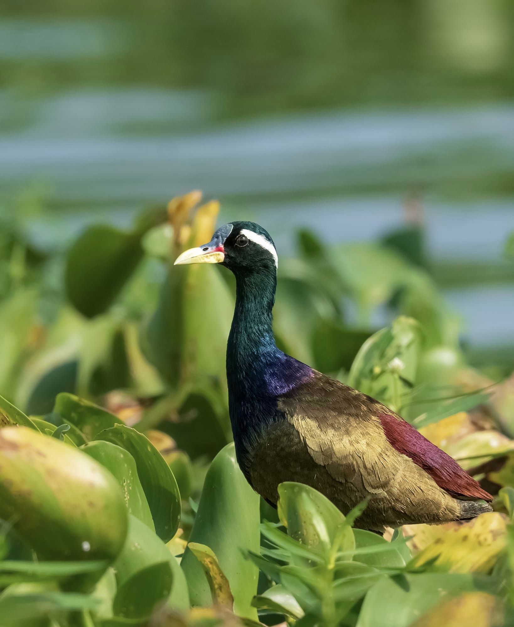 Bronze-winged Jacana Bird